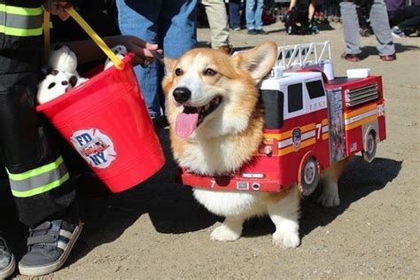 dog fire engine costume