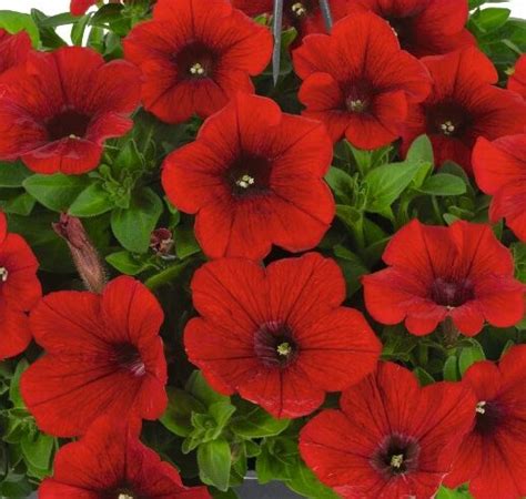 petunia surprise fire engine red